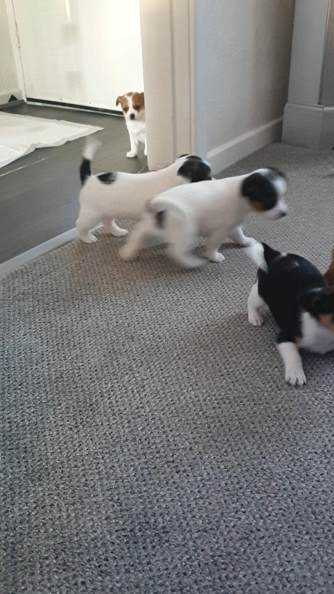 Beautiful Jack Russell puppies in North West Leicestershire