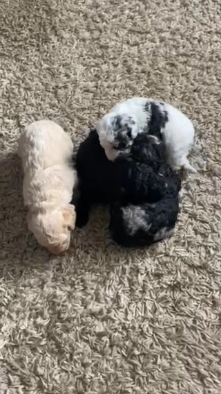 Miniature Poodles in Luton