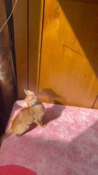 🏆🥇😻Outstanding Pedigree Abyssinian Kitten in London