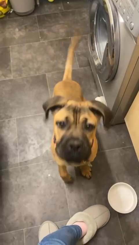 * ROXY * CANE CORSO GIRL in South Holland