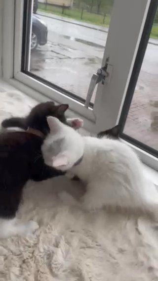 Kittens Looking For A Lovely Family in Coventry