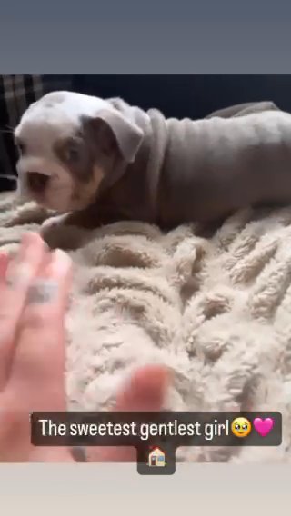 English Bulldog Pups in Bristol