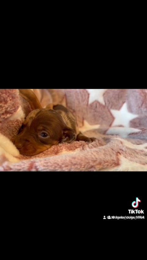 Outstanding Miniature Dachshund Pups Available in Birmingham
