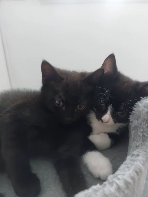 Two kittens-girls ready to go NOW in Wycombe