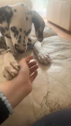 Ready To Leave Dalmatian Puppy in Bury