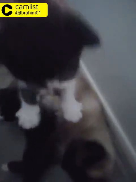 kittens in London