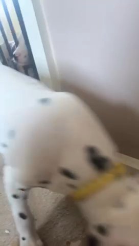 Last Male Spotty Dalmatian Puppy in Bury