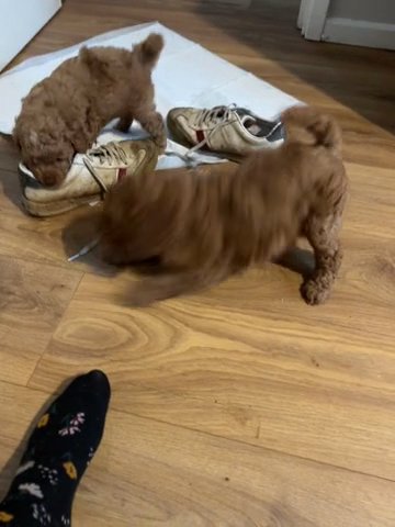 Cockapoo Puppies Health Tested Little Teddy Bears in Peterborough