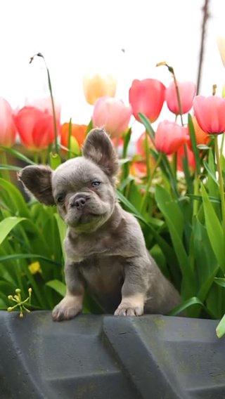 French Bulldog in London