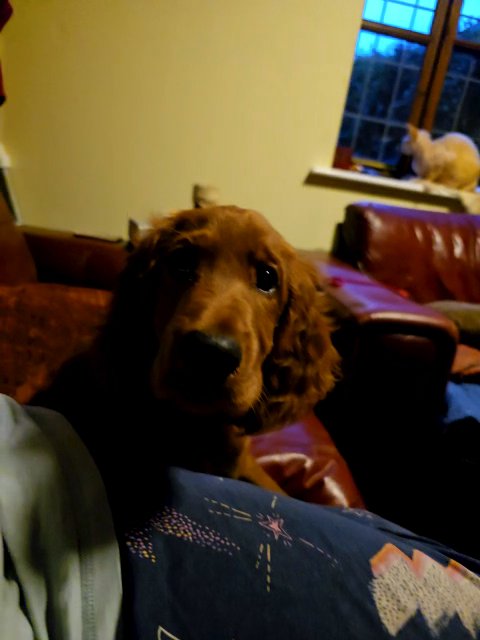 Irish setter puppy in Chelmsford