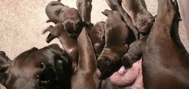 FULL PEDAGREE UK REGISTERED PRESA CANARIO PUPS in Derby