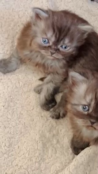 Registered Fluffy  Coat And Tail Persian Kittens in Colchester