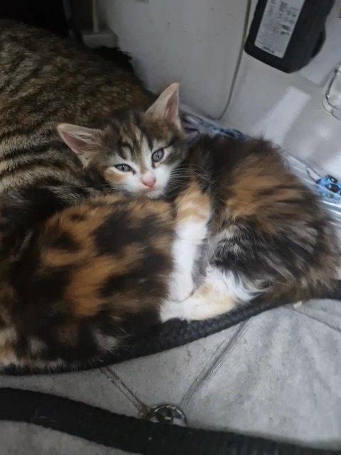 Beautiful kittens in Walsall