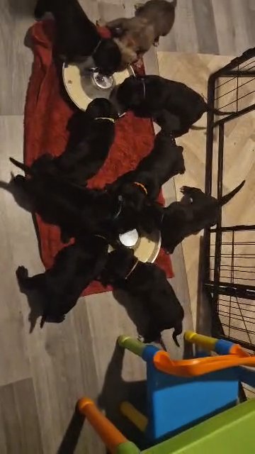 cane corso puppies in Norwich