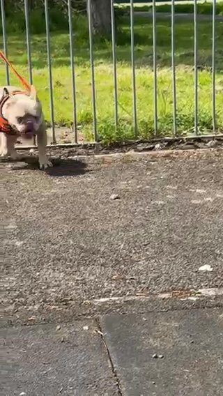 Newshade Isabella French Bulldog in Cardiff
