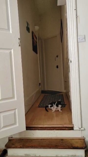 playful kittens,the last 2 girls in London