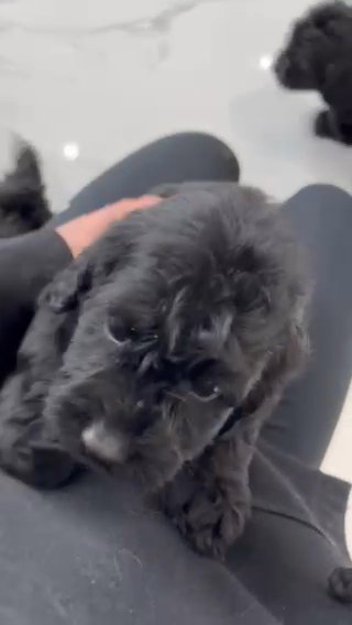 F1 Cockapoo puppies in North East Derbyshire