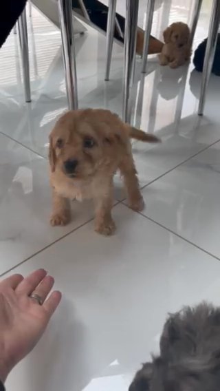 F1 Cockapoo puppies in North East Derbyshire