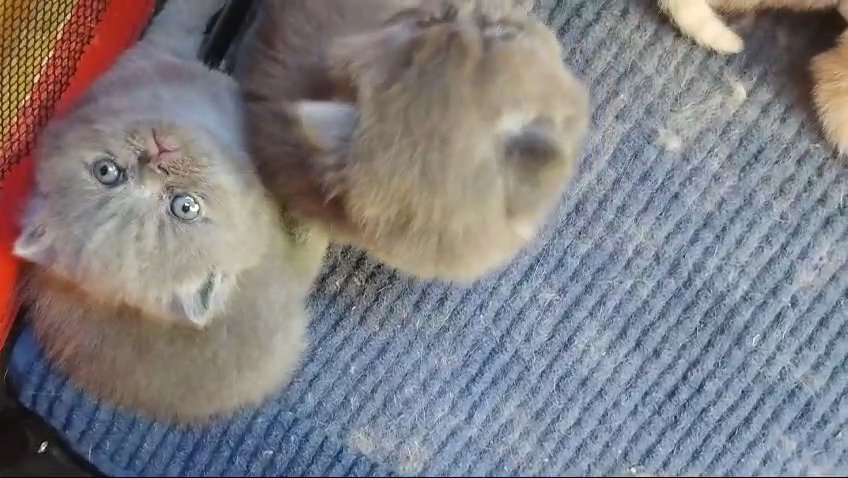 British shorthair kittens in Cardiff