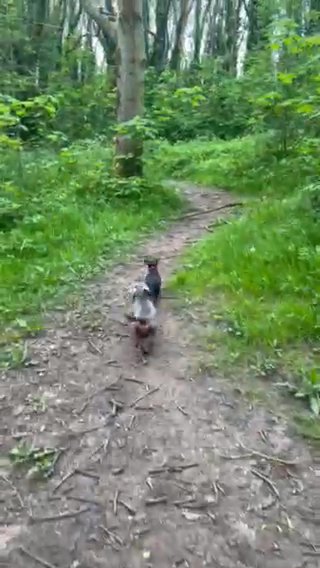 Gorgeous Kanichen Female Dacshund in West Lancashire