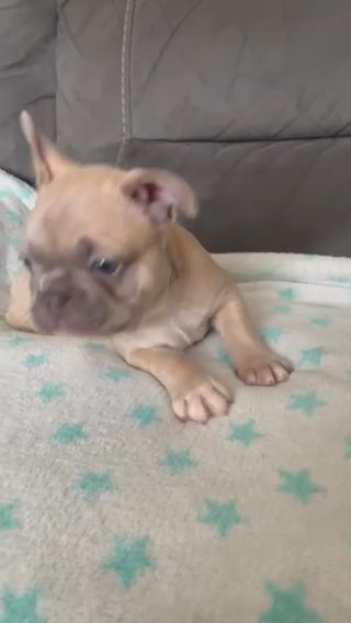 Lilac Fawn Male French Bulldog in Birmingham