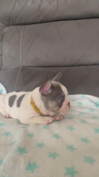Lilac And Tan Pied French Bulldog in Birmingham