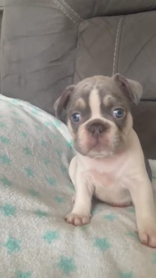 Lilac And Tam Pied Male French Bulldog in Birmingham