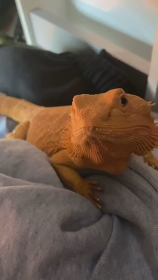 FEMALE BEARDED DRAGON YELLOW ORANGE in Bromley