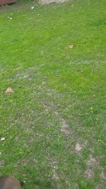 olde english bulldogge 9 months old bitch in Wakefield