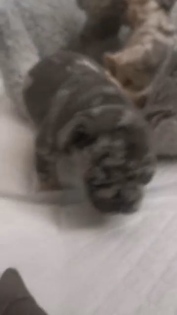 French bulldog in Coventry