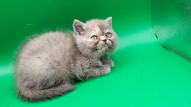 pedigree blue cream female in Cardiff