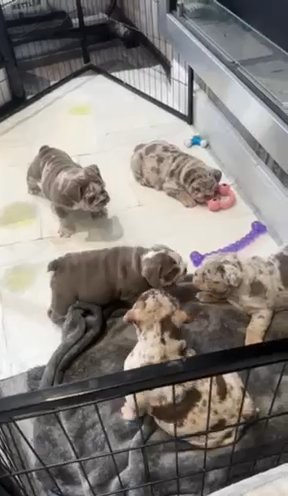 Reduced Redbull Puppies in Manchester