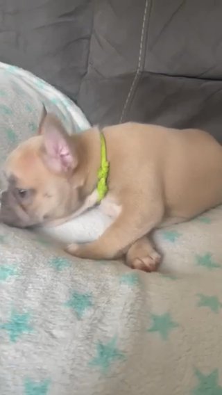 Lilac Fawn Female French Bulldog Fluffy Carrier in Birmingham