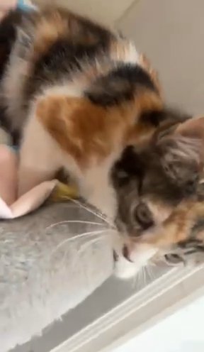 Kitten in Nottingham
