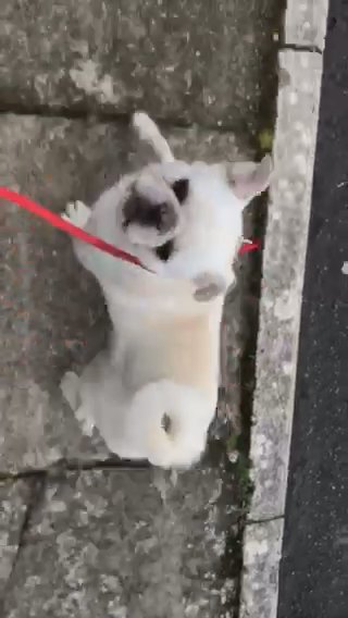 Pug For Sale in Bridgend