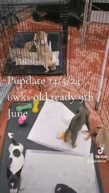 ?JAX DAX ?LAST ?? AMAZING, INDIVIDUALLY UNIQUE PUPPIES? in Liverpool