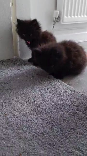 Beautiful mainecoon babies in Manchester