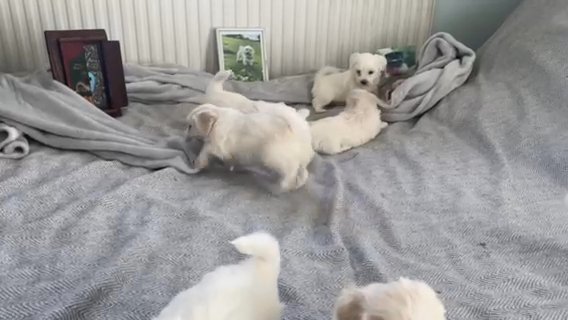 Small pure breed Maltese Puppies in St Albans