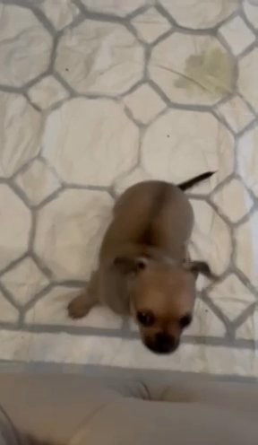 Teacup Chihuahua in Birmingham