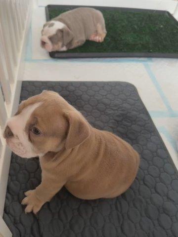 Last Girl English Bulldog in Bristol