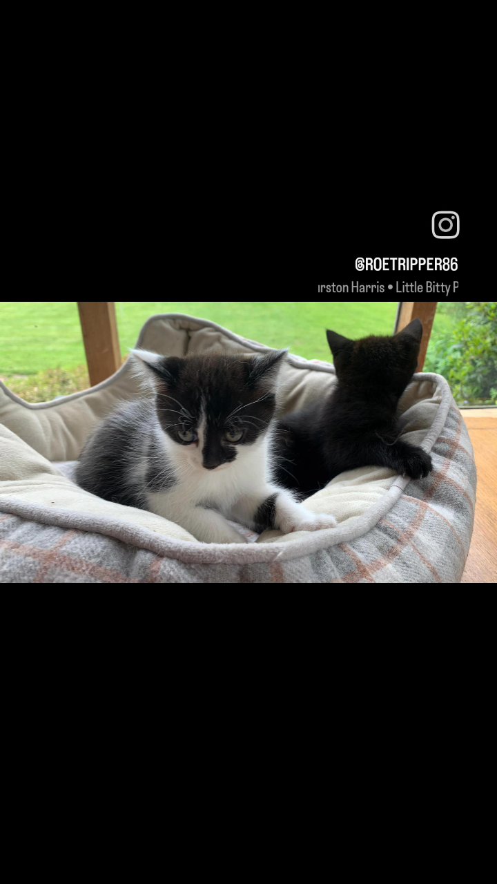 cute kittens in North West Leicestershire