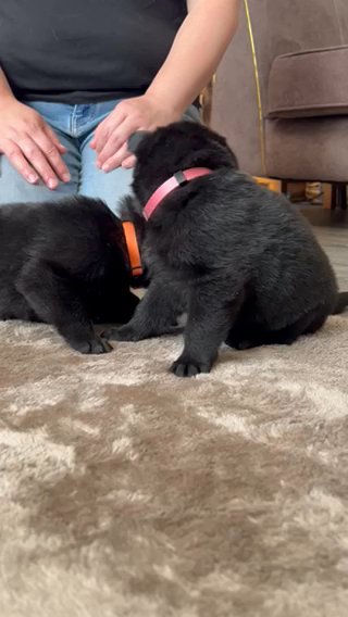 German Sheperds  Kc Registerd in Wakefield
