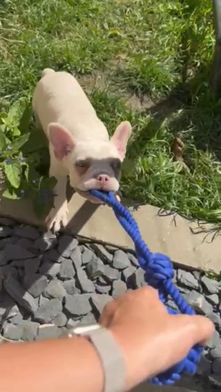 Platimum Cream French Bulldog in Sussex