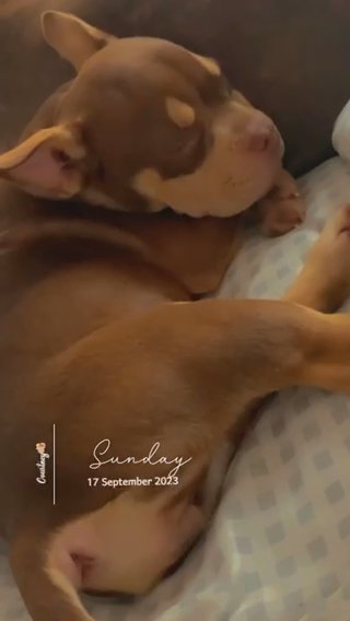 Nano Bully Female in London