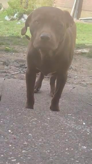Cane Corso Mastiff in London