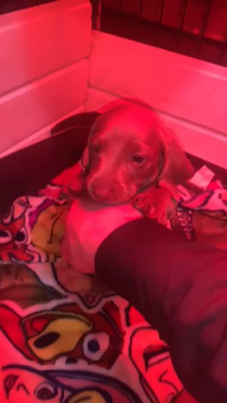 Miniature Dachshund in Manchester