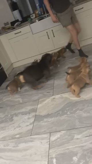 English Bulldog Pups in Swansea