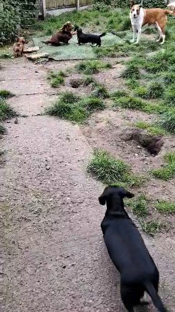 ******ON HOLD*****. Black and cream. longhair miniature dachshund in Telford and Wrekin