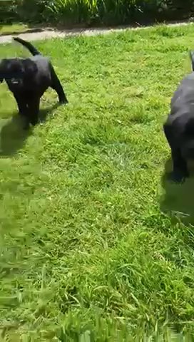 Superb Lineage Black Male KC Labrador reared in family home in North East Derbyshire
