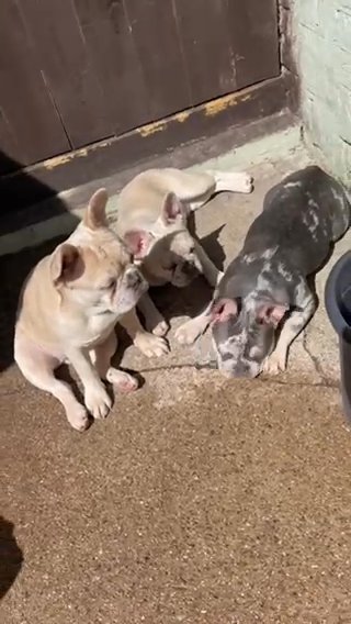 Merle Fluffy Carrying Boy French Bulldog ££ FOR SALE in London
